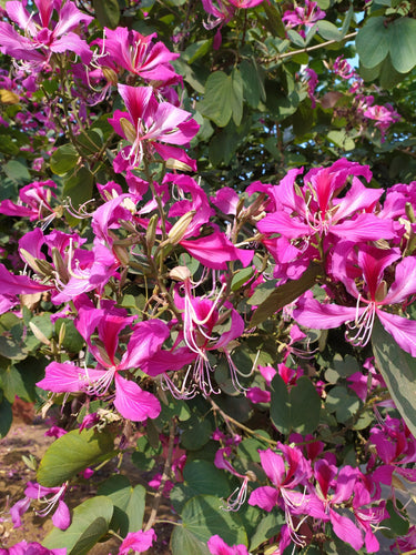 10 PURPLE ORCHID TREE Bauhinia Purpurea Camel's Foot Butterfly Flower Tree Hummingbird Seeds